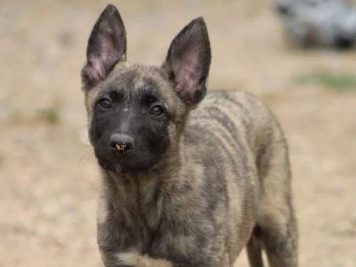 À vendre, chiots mâles Berger Hollandais (LOF)