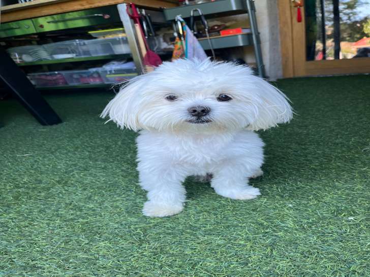 Mâle Bichon Maltais disponible pour saillie