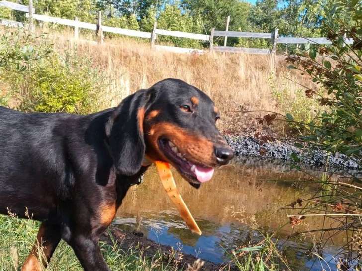 Chien Kopov adulte mâle disponible à la vente (LOF)