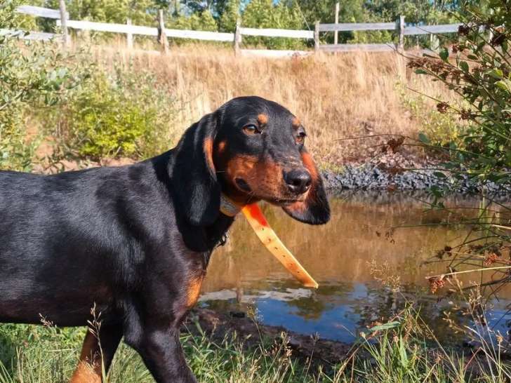À vendre, 1 chiot Courant Slovaque femelle (non LOF)