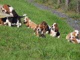À réserver, 8 chiots Basset Hound (LOF)