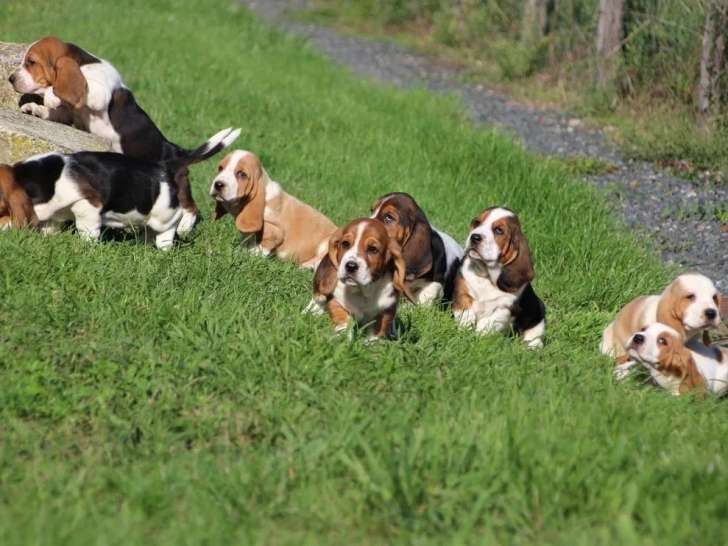 À réserver, 8 chiots Basset Hound (LOF)