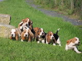 À réserver, 8 chiots Basset Hound (LOF)
