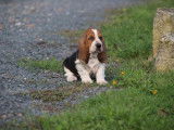 À réserver, 8 chiots Basset Hound (LOF)