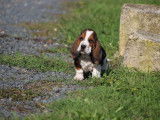 À réserver, 8 chiots Basset Hound (LOF)