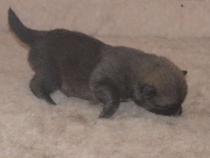 À réserver, des chiots Eurasier LOF