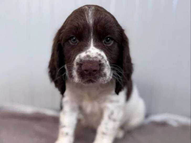 À réserver, 6 chiots Springer Anglais (LOF)