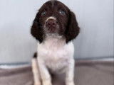 À réserver, 6 chiots Springer Anglais (LOF)
