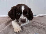 À réserver, 6 chiots Springer Anglais (LOF)