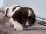 À réserver, 6 chiots Springer Anglais (LOF)