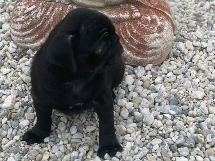 1 chiot mâle Carlin noir disponible à l’achat (LOF)
