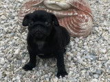 1 chiot mâle Carlin noir disponible à l’achat (LOF)