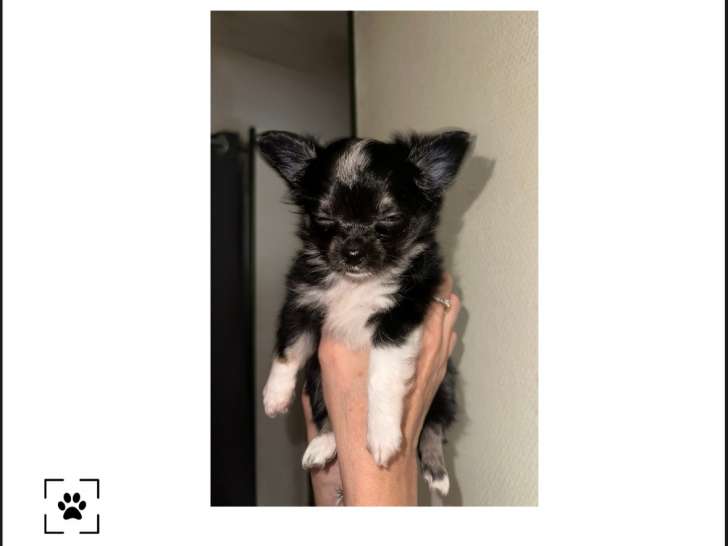 Chiot Chihuahua noir et blanc à poil long à vendre