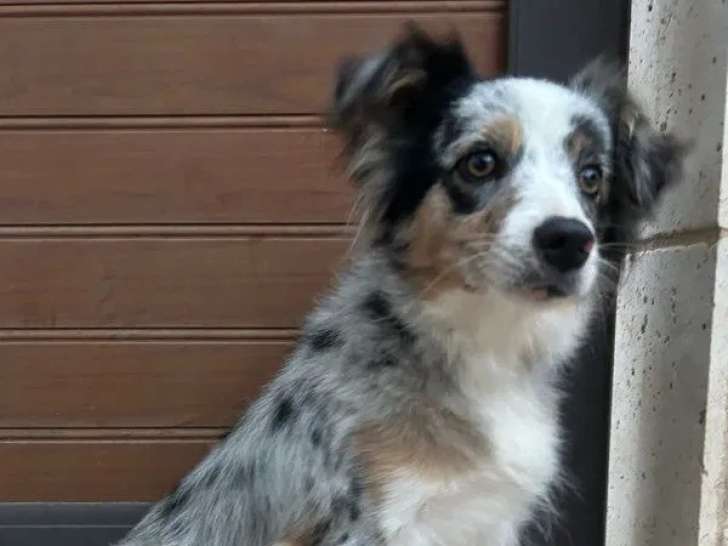 Chien femelle Berger Américain Miniature bleu merle LOF à vendre