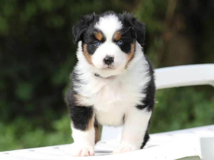À réserver, 4 chiots Berger Australien (LOF)