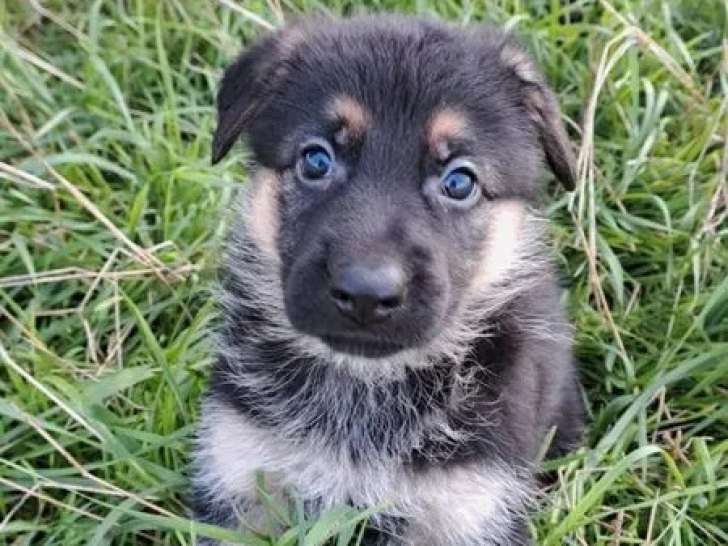 À réserver, 5 chiots Berger Allemand (non LOF)