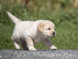 3 chiots mâles Labrador Retriever disponibles à la vente (LOF)