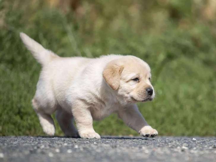 3 chiots mâles Labrador Retriever disponibles à la vente (LOF)