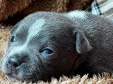 À réserver, chiots Staffordshire Bull Terrier LOF
