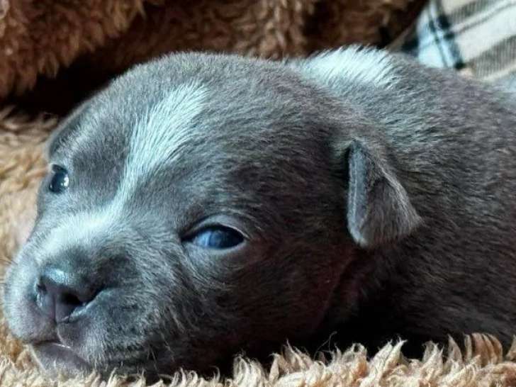 À réserver, chiots Staffordshire Bull Terrier LOF