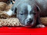 À réserver, chiots Staffordshire Bull Terrier LOF