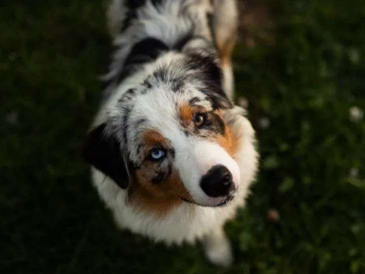 Chiot femelle Berger Australien LOF à vendre