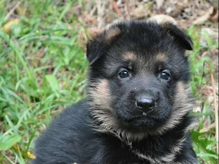 5 chiots Berger Allemand à acheter (LOF)