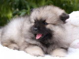 À vendre, 4 chiots femelles Spitz-Loup (LOF)