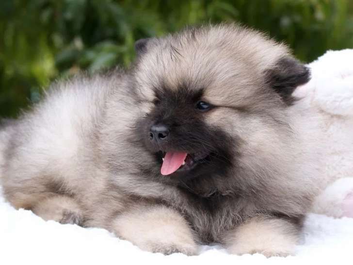 À vendre, 4 chiots femelles Spitz-Loup (LOF)