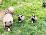 À vendre, 4 chiots femelles Spitz-Loup (LOF)