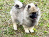 À vendre, 4 chiots femelles Spitz-Loup (LOF)