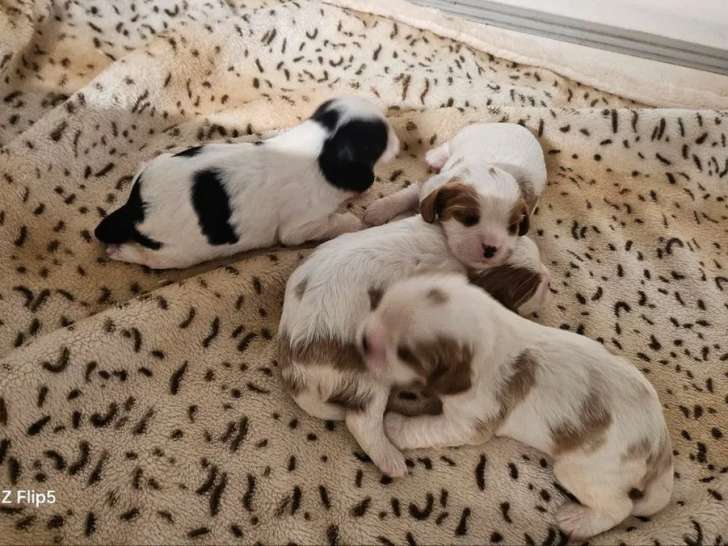À réserver, 3 chiots Cavalier King Charles LOF