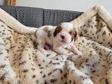À réserver, 3 chiots Cavalier King Charles LOF