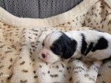 À réserver, 3 chiots Cavalier King Charles LOF