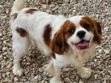 À réserver, 3 chiots Cavalier King Charles LOF