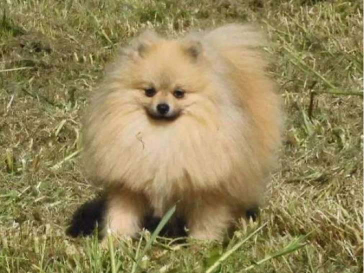 Chien mâle adulte Spitz Nain de 2 ans et demi LOF à vendre