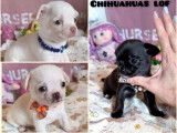 À réserver, 3 chiots Chihuahua LOF