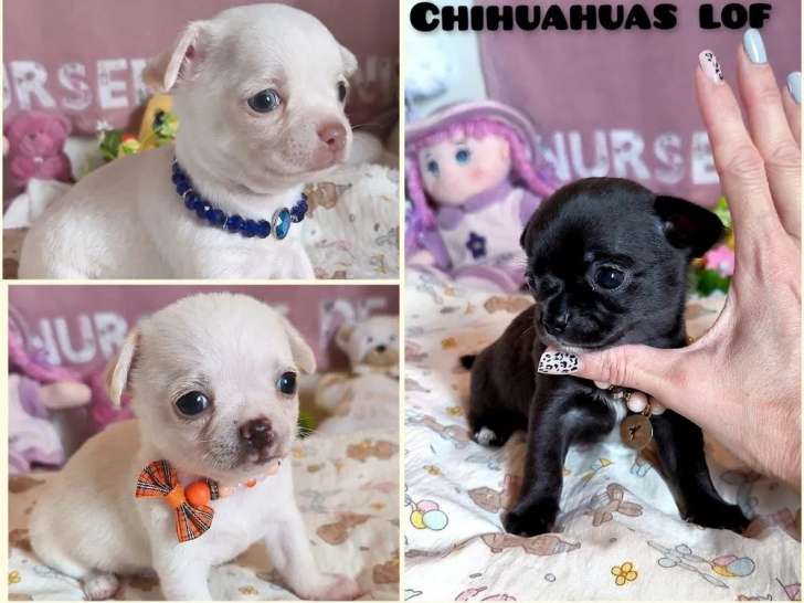 À réserver, 3 chiots Chihuahua LOF