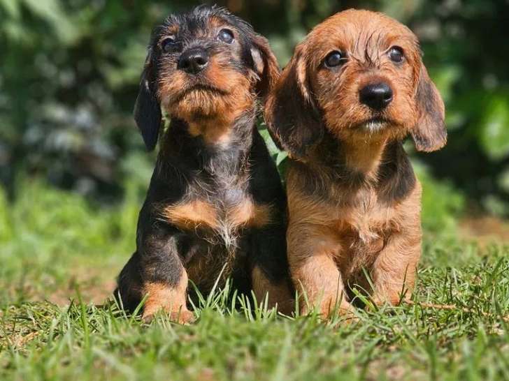 À réserver, 5 chiots Teckels Standards (LOF)