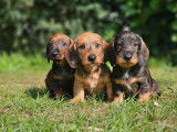 À réserver, 5 chiots Teckels Standards (LOF)