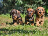 À réserver, 5 chiots Teckels Standards (LOF)