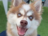 1 chiot Pomsky Toy mâle disponible à la vente (LOF)
