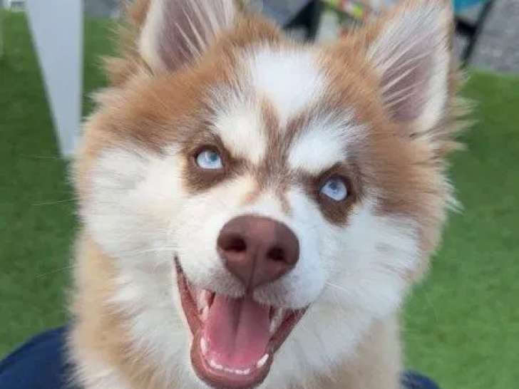 1 chiot Pomsky Toy mâle disponible à la vente (LOF)