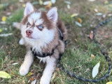 1 chiot Pomsky Toy mâle disponible à la vente (LOF)