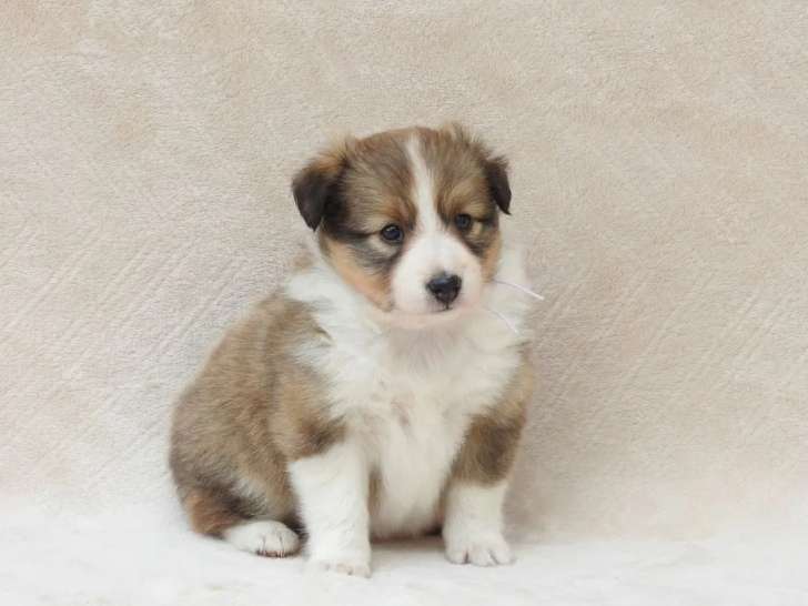 Des chiots Berger des Shetlands à réserver (LOF)