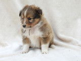 Des chiots Berger des Shetlands à réserver (LOF)