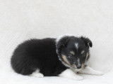 Des chiots Berger des Shetlands à réserver (LOF)