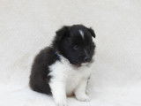 Des chiots Berger des Shetlands à réserver (LOF)