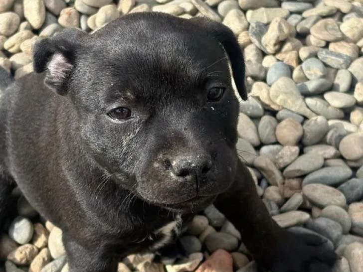 1 chiot femelle Staffordshire Bull Terrier noire LOF à vendre