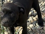 1 chiot femelle Staffordshire Bull Terrier noire LOF à vendre